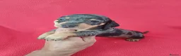 Teckel Miniatura perros en venta: Teckel Miniatura Arlequin Chocolate  - Anuncio 1