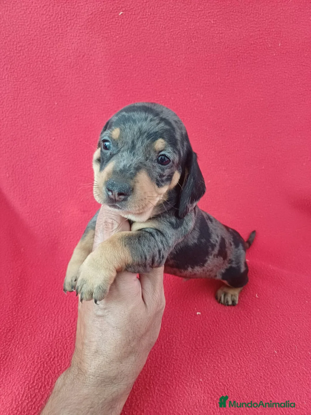 Teckel Miniatura perros en venta: Teckel Miniatura Arlequin Chocolate  - Anuncio 1