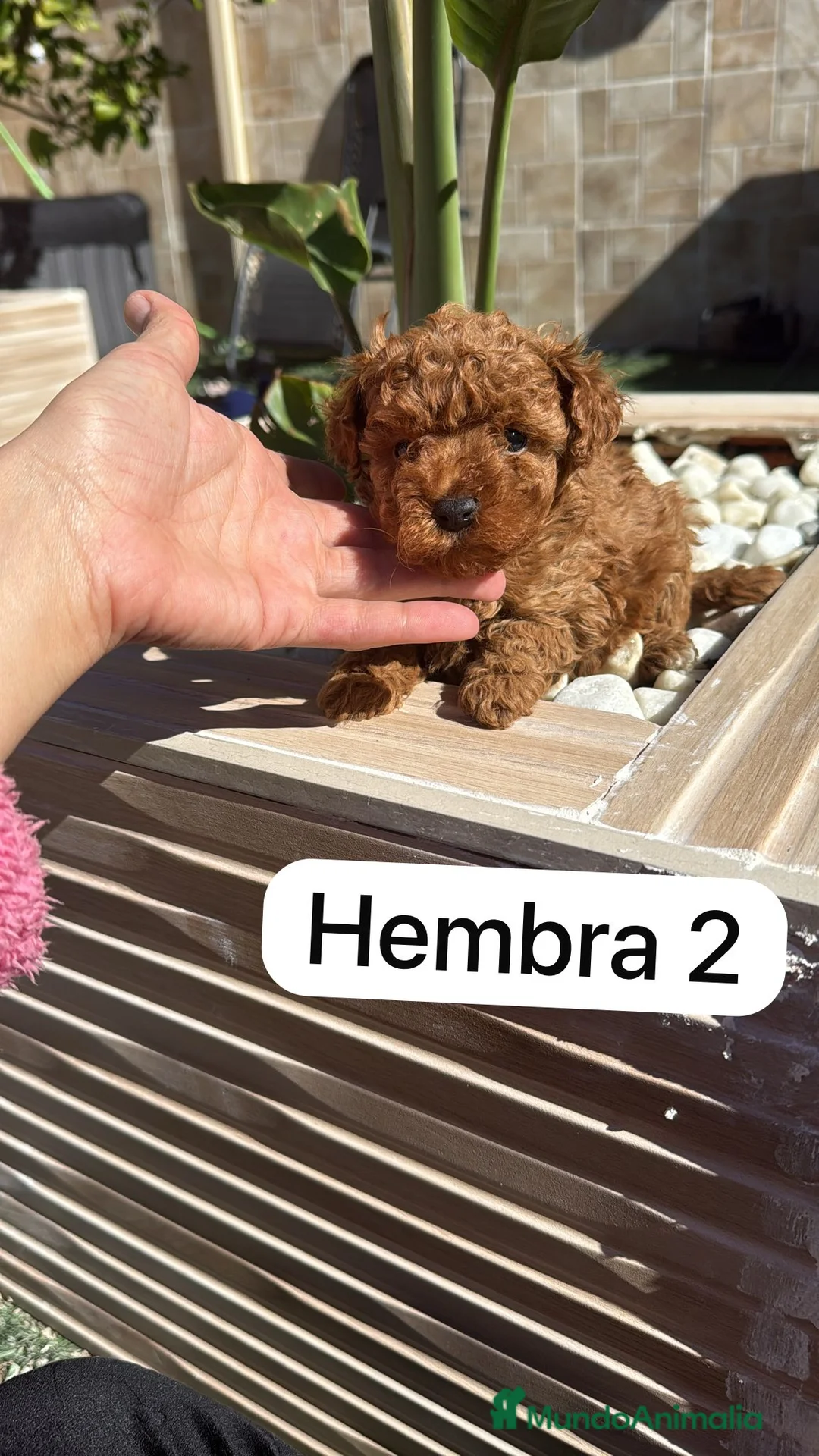 Caniche Toy perros en venta: caniche toy  - Anuncio 3