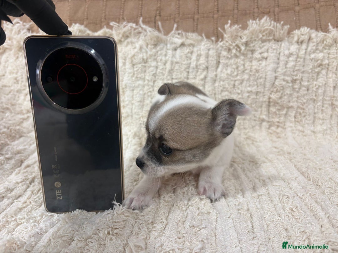 Chihuahua perros en venta: Chihuahua toy - Anuncio 19