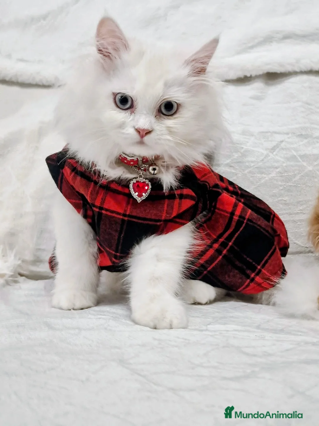 Persa gatos en venta: Gatos persa - Anuncio 2