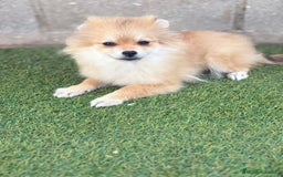 Pomerania perros en venta: Pomerania hembra - Imagen 3