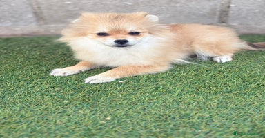 Pomerania perros - Anuncio 6
