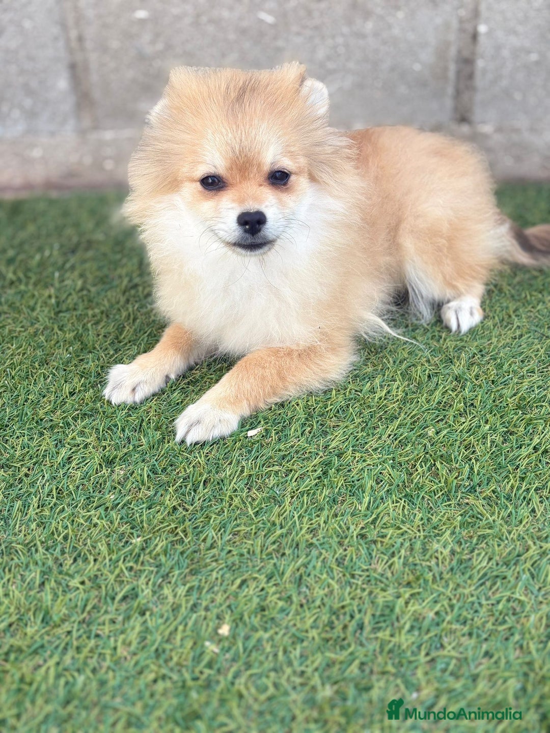 Pomerania perros en venta: Pomerania hembra - Imagen 3