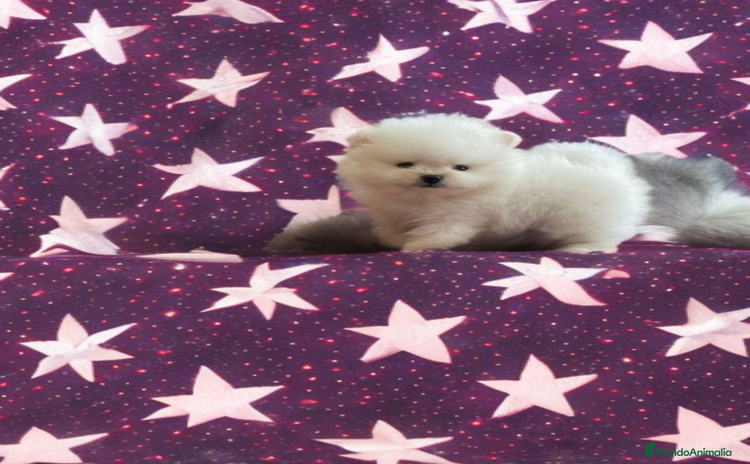 Pomerania perros - Anuncio 2