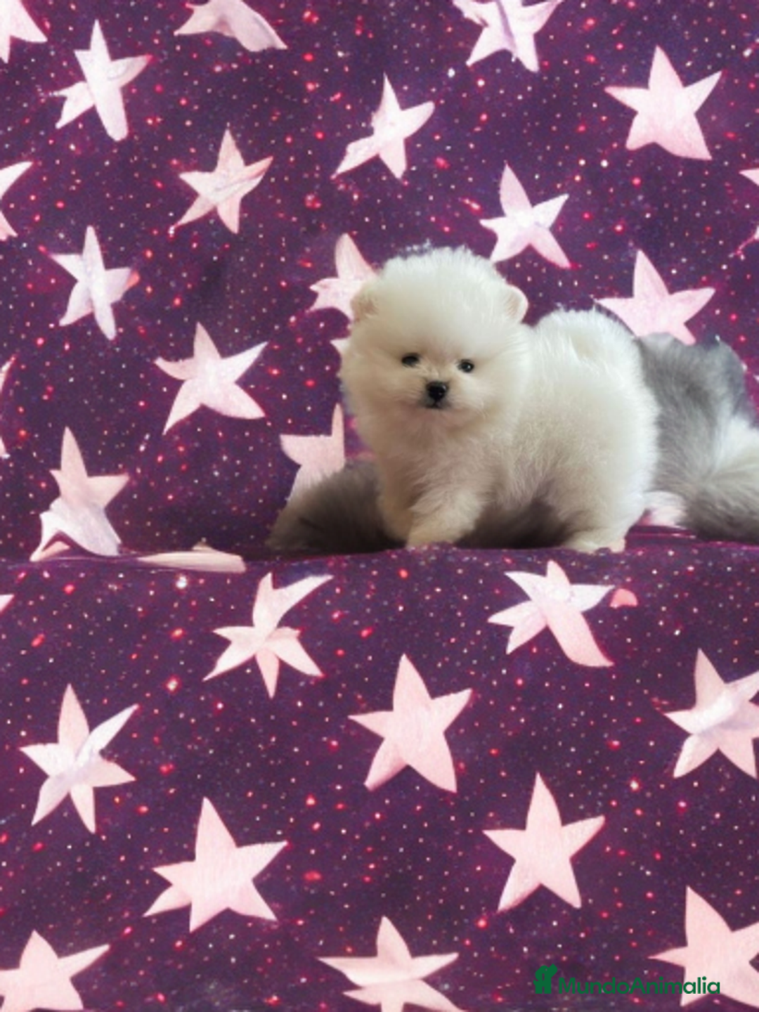 Pomerania perros en venta: Pomerania y selección de belleza  🩷 - Imagen 1
