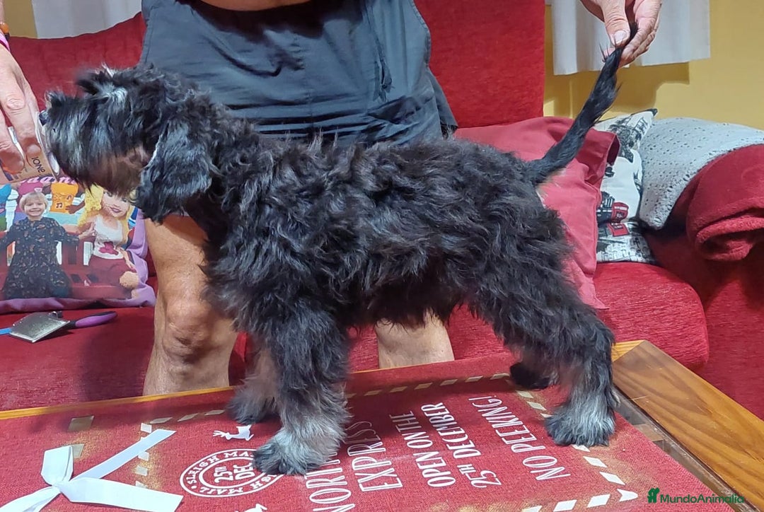 Schnauzer Miniatura perros en venta: schnauzer mini cachorros  - Imagen 3