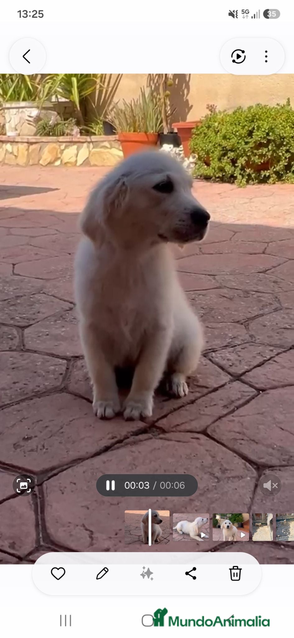 Golden Retriever perros PRECIO REAL Cachorro golden retriever  - Anuncio 1