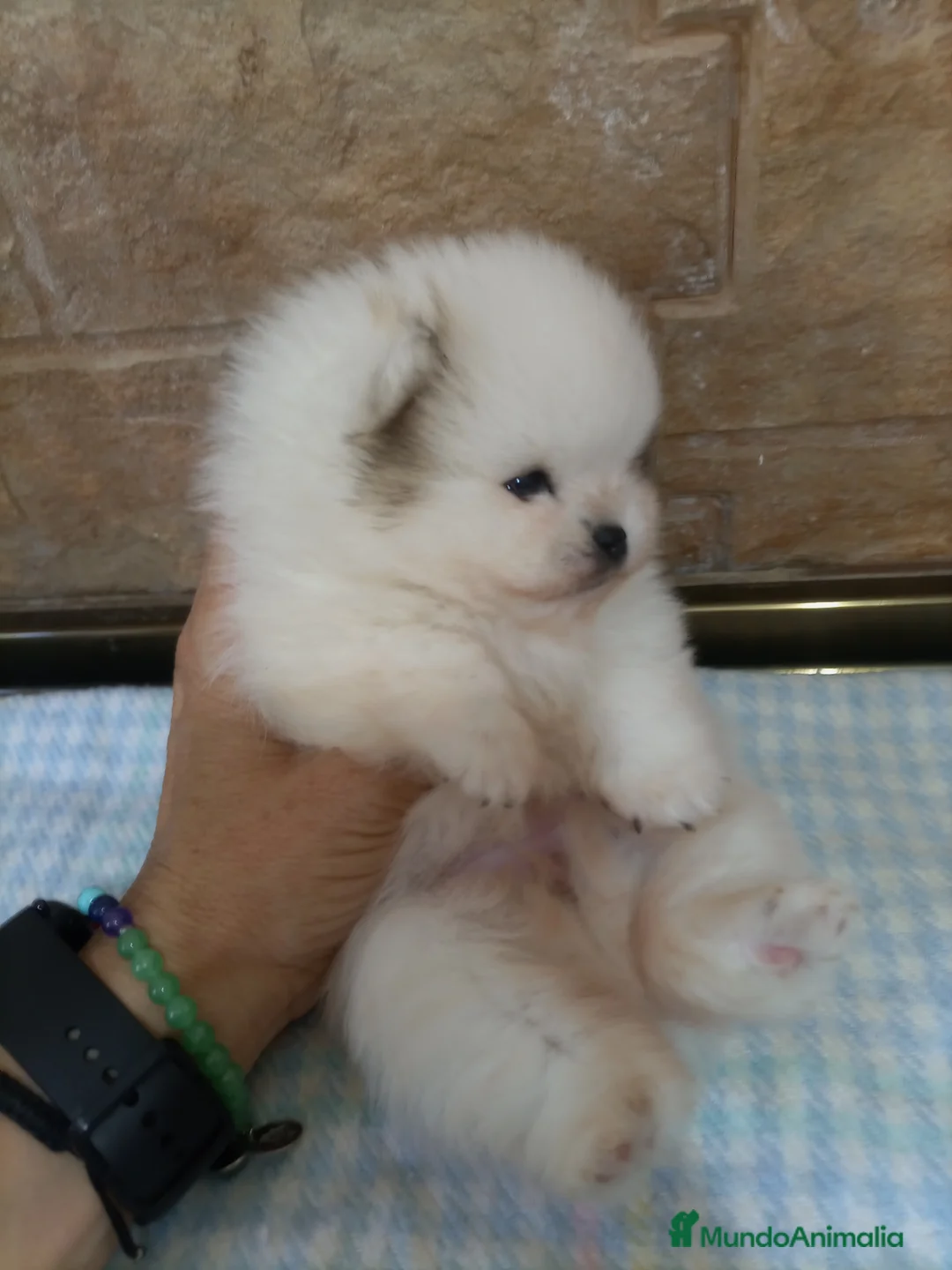 Pomerania perros en venta: Lulu pomerania TOY - Anuncio 2