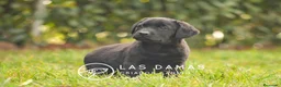Labrador Retriever perros en venta: Hembra de labrador negro - Anuncio 1
