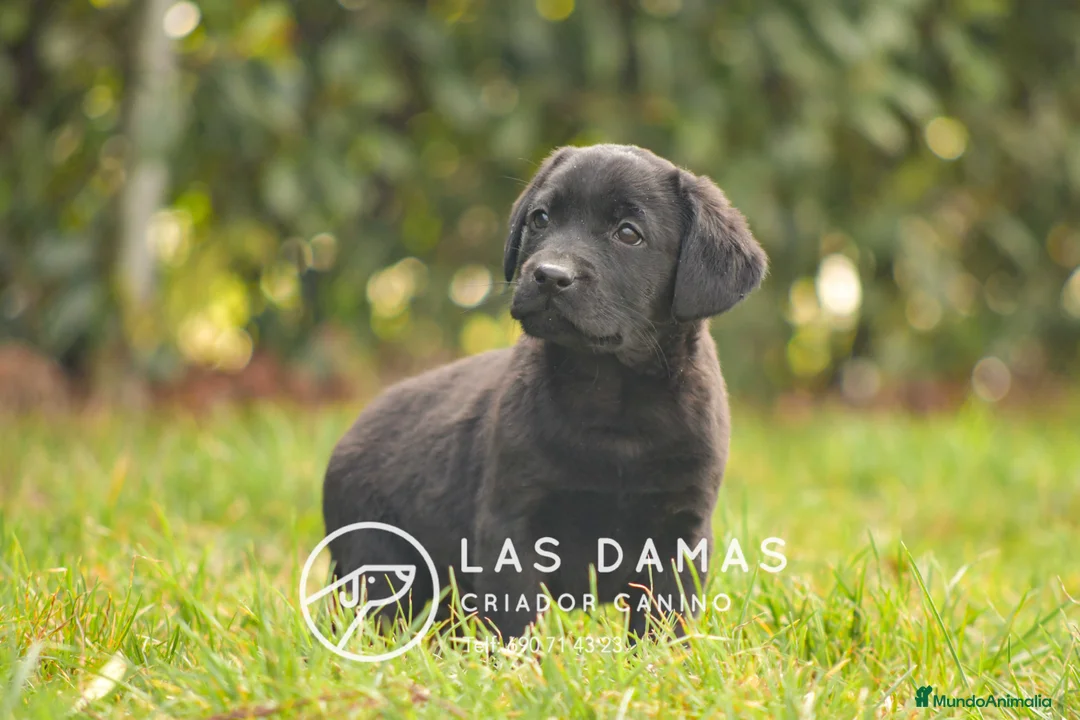 Labrador Retriever perros en venta: Hembra de labrador negro - Anuncio 1
