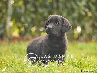 Labrador Retriever perros Hembra de labrador negro - Anuncio 16