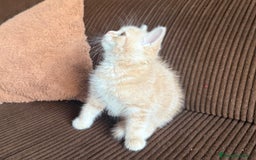 Británico de Pelo Corto gatos en venta: Gatcot.com - Imagen 5