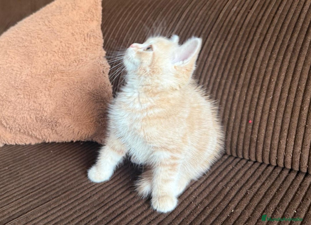 Británico de Pelo Corto gatos en venta: Gatcot.com - Imagen 5