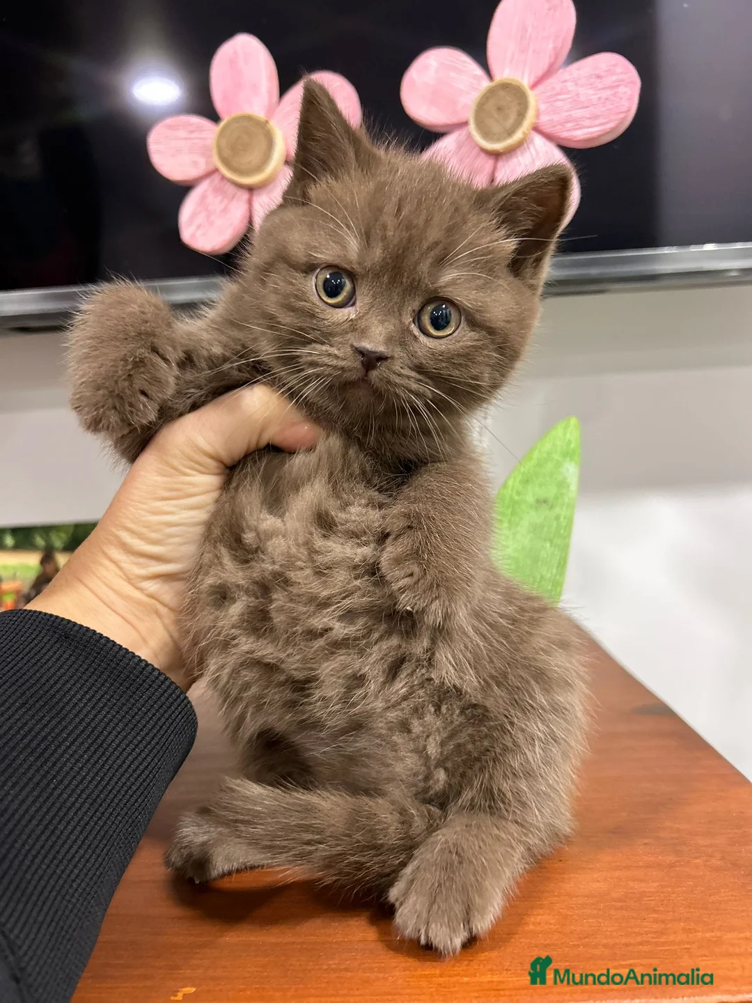 Británico de Pelo Corto gatos en venta: Hembra de British chocolate - Anuncio 1