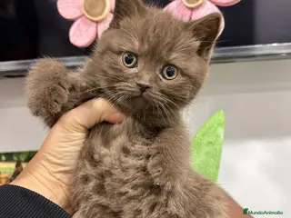 Británico de Pelo Corto gatos Hembra de British chocolate - Anuncio 20