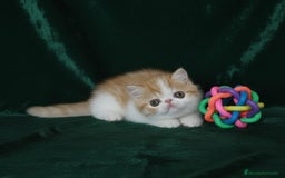 Exótico de Pelo Corto gatos en venta: 🐯 EXOTIC SHORTHAIR RED TABBY & WHITE - Imagen 10