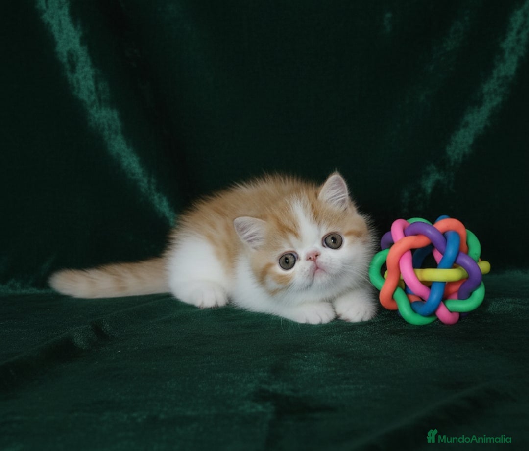 Exótico de Pelo Corto gatos en venta: 🐯 EXOTIC SHORTHAIR RED TABBY & WHITE - Imagen 10