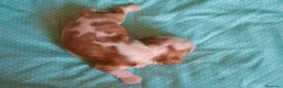 Cavalier King Charles Spaniel perros en venta: cachorros calidad compañia macho y hembra - Anuncio 2