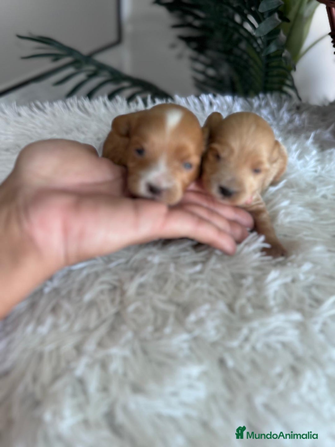 Maltipoo perros en venta: MALTIPOO MACHOS - Imagen 9