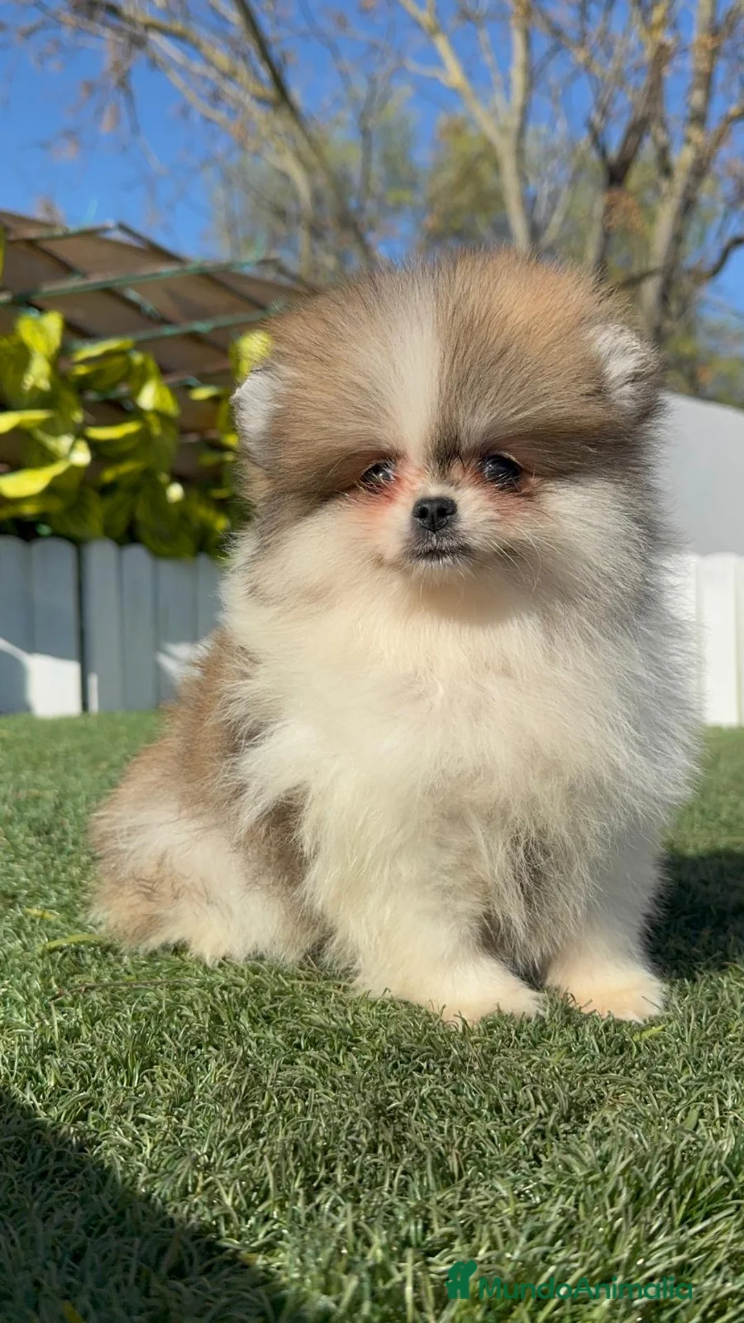 Pomerania perros en venta: POMERANIA - Anuncio 21