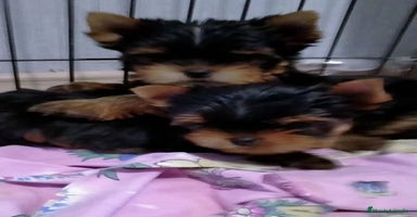 Biewer Yorkshire Terrier a la Pom Pon perros Cachorros Yorkshire y Biewer  - Anuncio 7