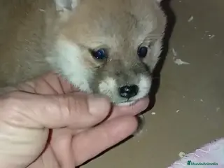 Shiba Inu perros 🐶Cachorritos de Shiba Inu✨ - Anuncio 1