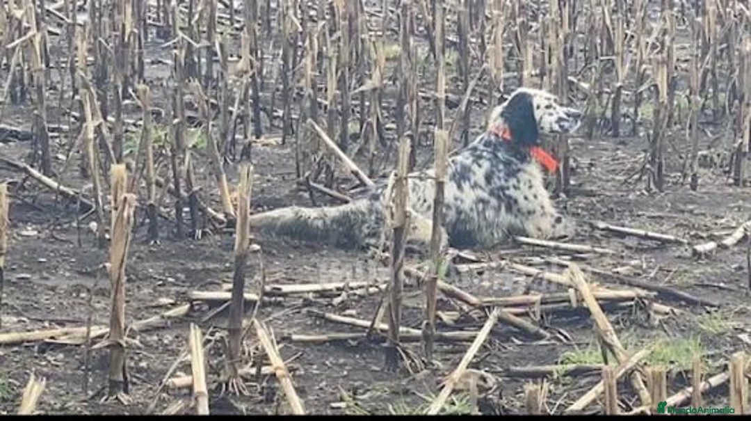 Imagen de galería {{count}}