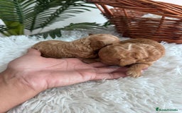Caniche Toy perros en venta: CANICHE TOY - Imagen 9