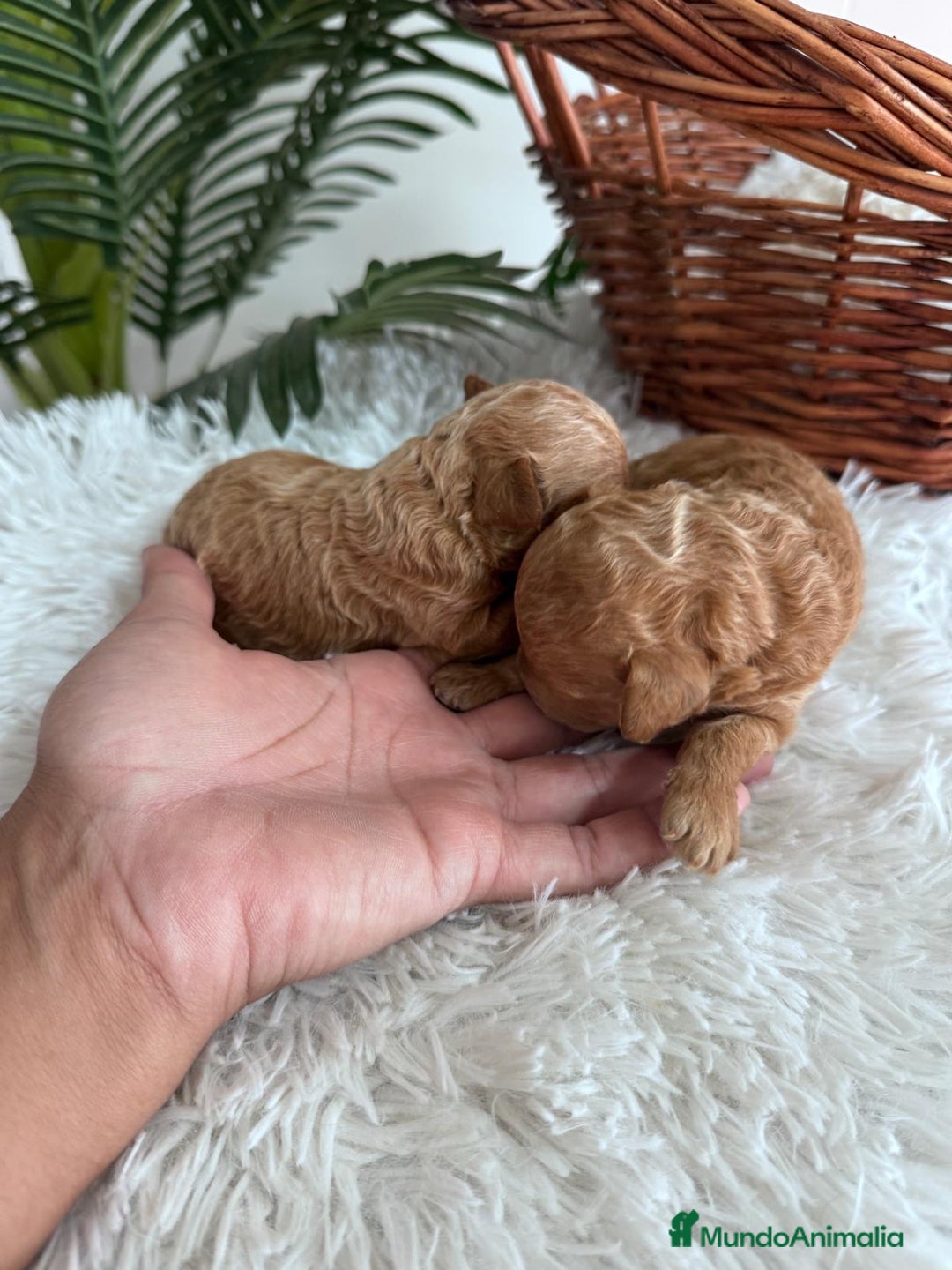 Caniche Toy perros en venta: CANICHE TOY - Imagen 9