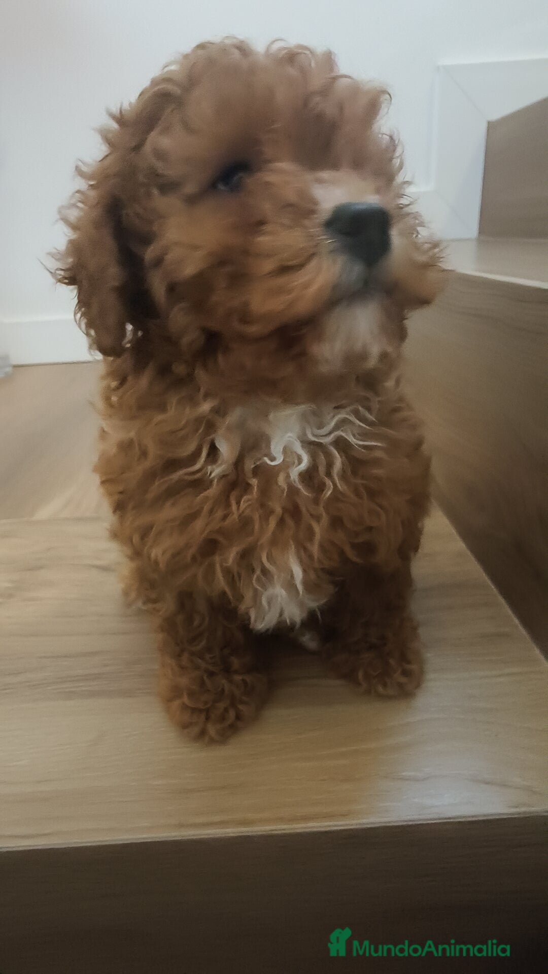 Caniche Toy perros en venta: Caniche Toy roja  - Anuncio 5