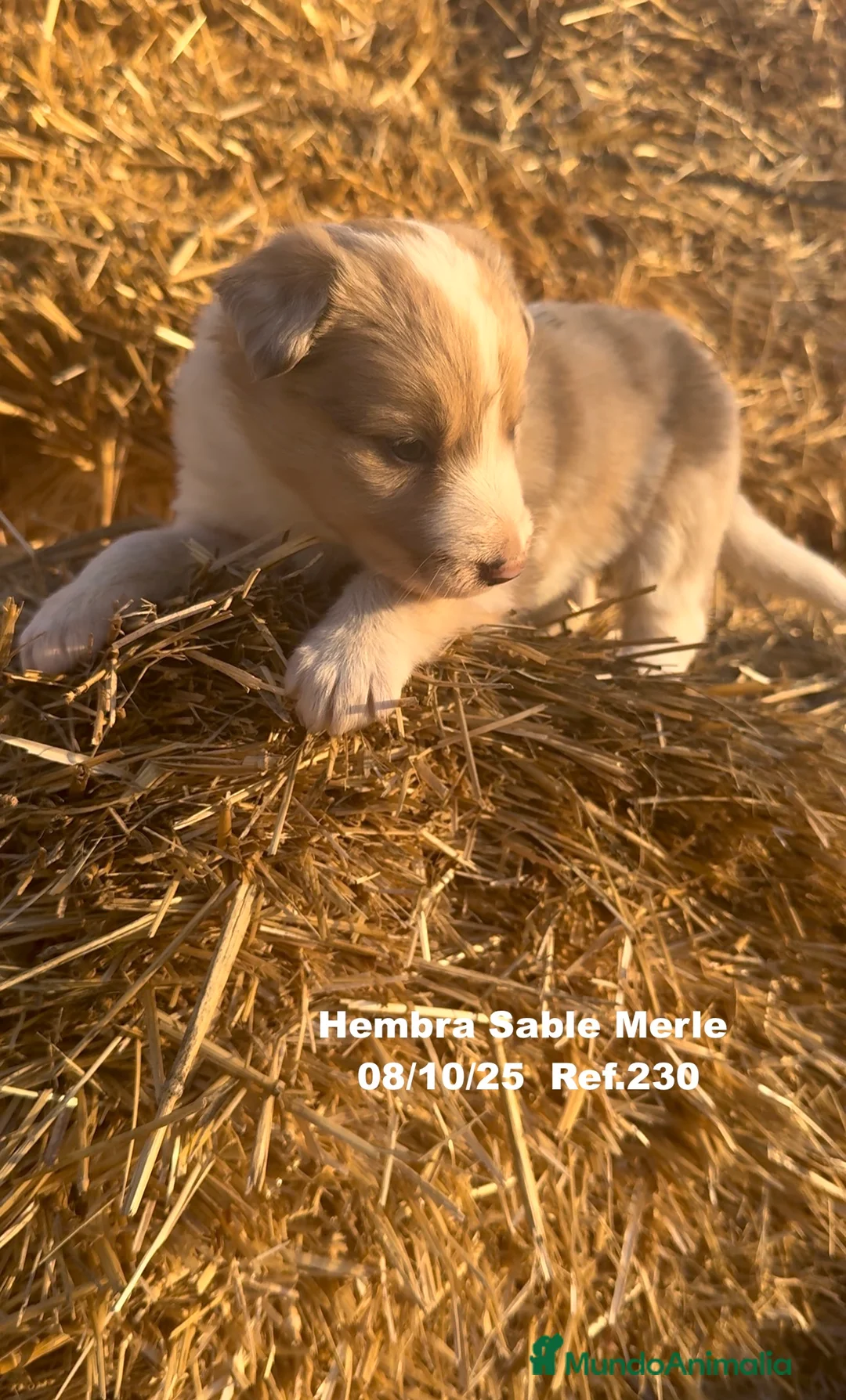 Border Collie perros en venta: BORDER COLLIE Sable Merle - Anuncio 14