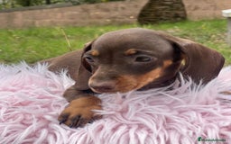 Teckel Miniatura perros en venta: TECKEL MINIATURA DISPONIBLES - Imagen 4