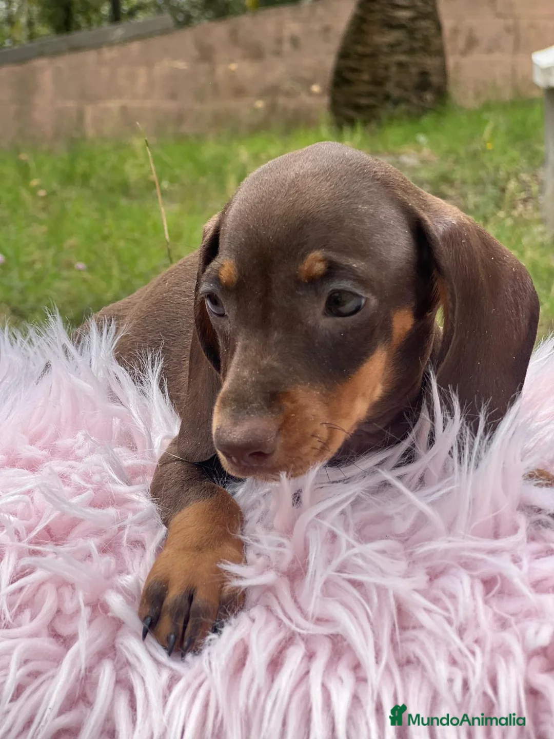 Teckel Miniatura perros en venta: TECKEL MINIATURA DISPONIBLES - Anuncio 4