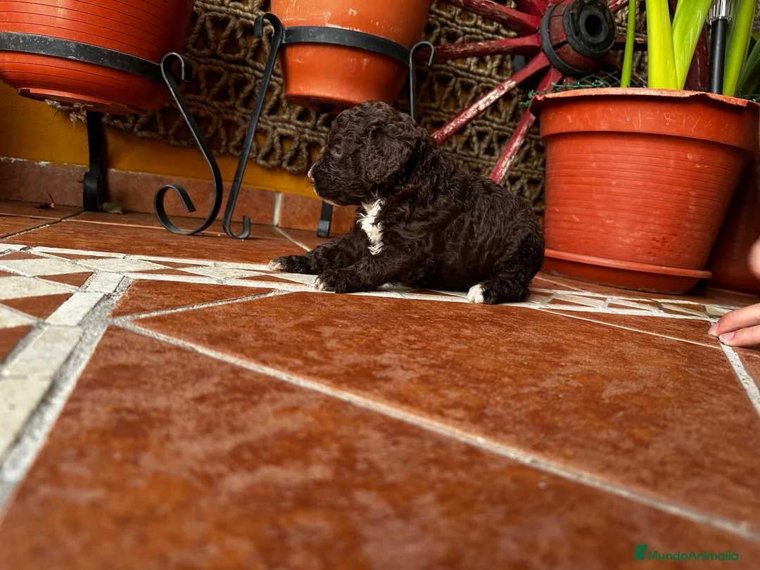 Imagen de galería {{count}}