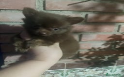 Pomchi perros en venta: Pomchi macho toy chocolate  - Imagen 5