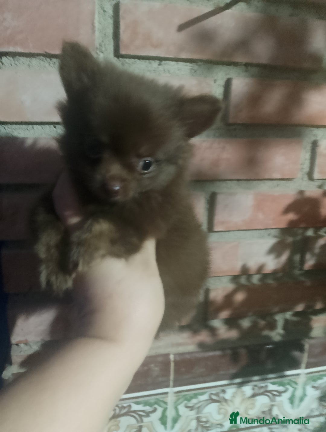 Pomchi perros en venta: Pomchi macho toy chocolate  - Imagen 5