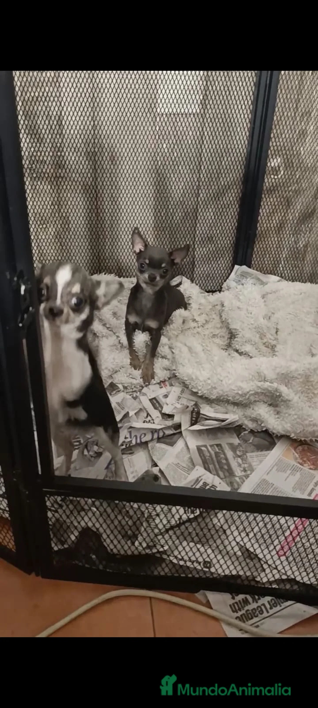 Chihuahua perros en venta: Chihuahua 7 meses azul y fuego  - Anuncio 2