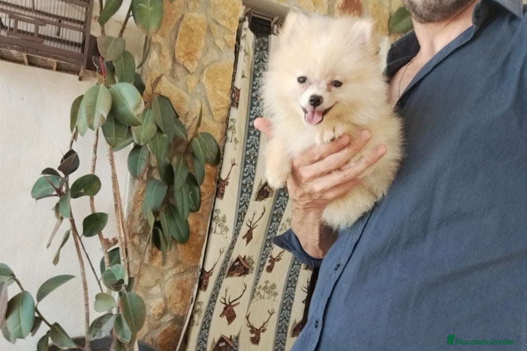Pomerania perros en venta: Pomerania toy  - Imagen 2