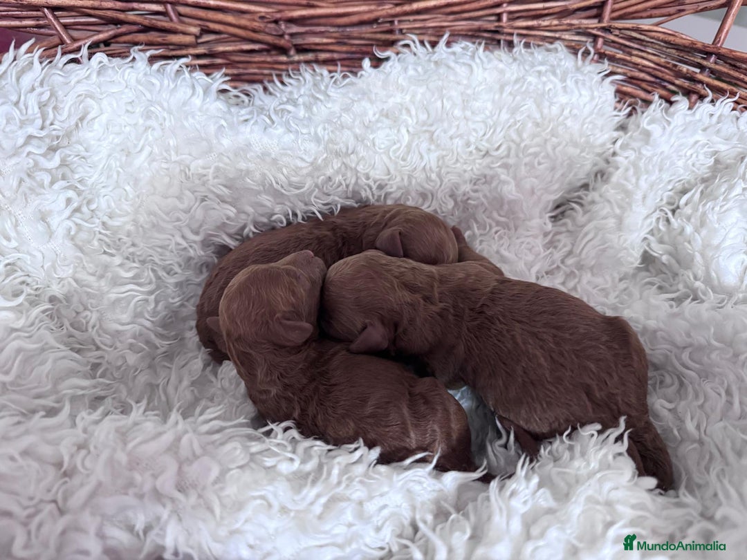 Caniche Toy perros en venta: CANICHE ROJO - Anuncio 7