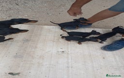 Pinscher Miniatura perros en venta: Pincher miniatura - Imagen 4