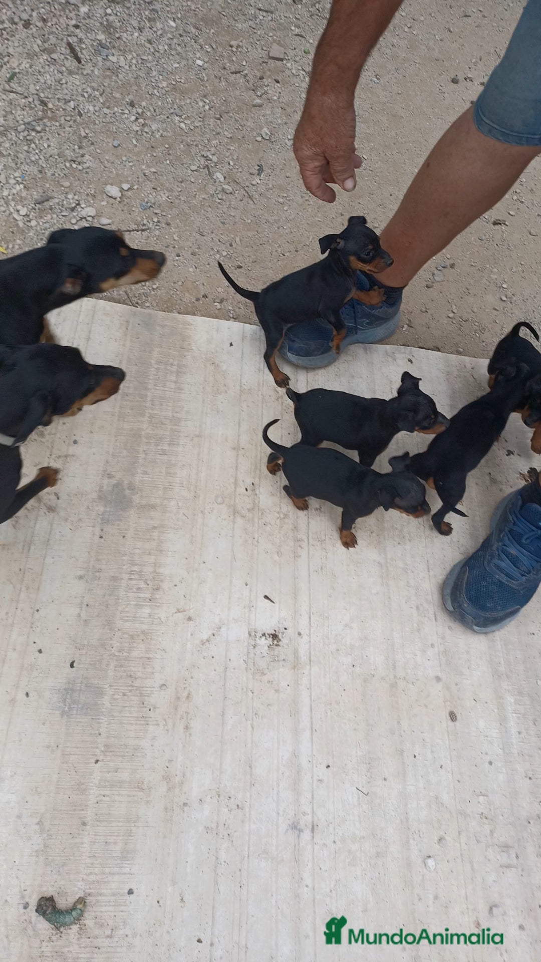 Pinscher Miniatura perros en venta: Pincher miniatura - Imagen 4