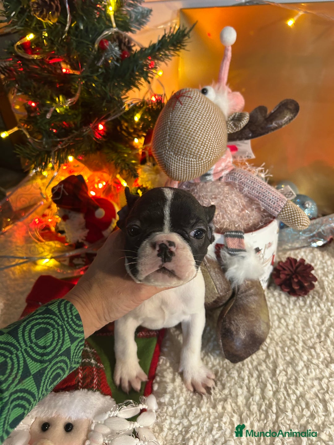 Bulldog Francés perros en venta: Bulldog francés  - Anuncio 4