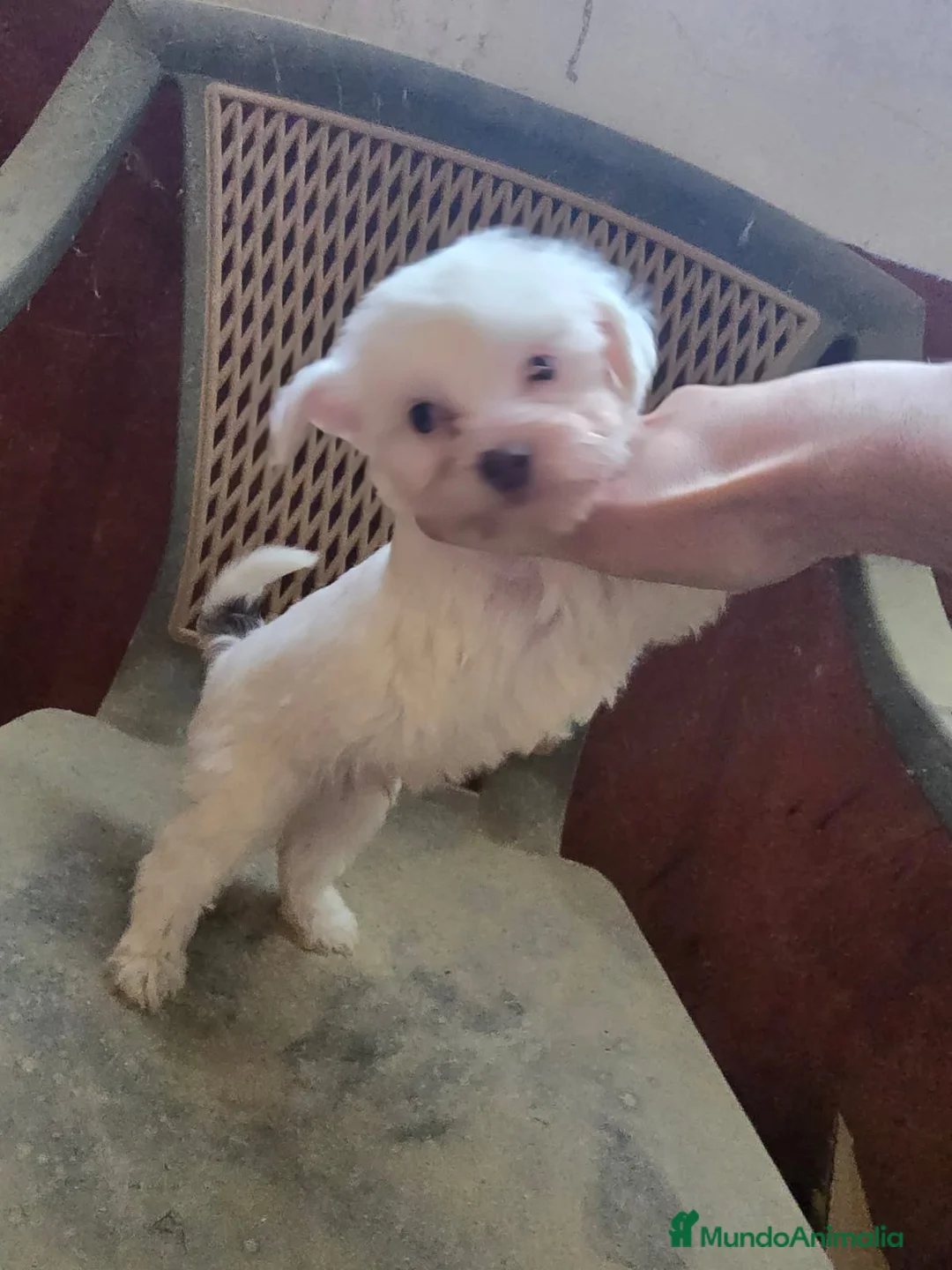 Perro Crestado Chino perros en venta: Crestados Chinos - Anuncio 1