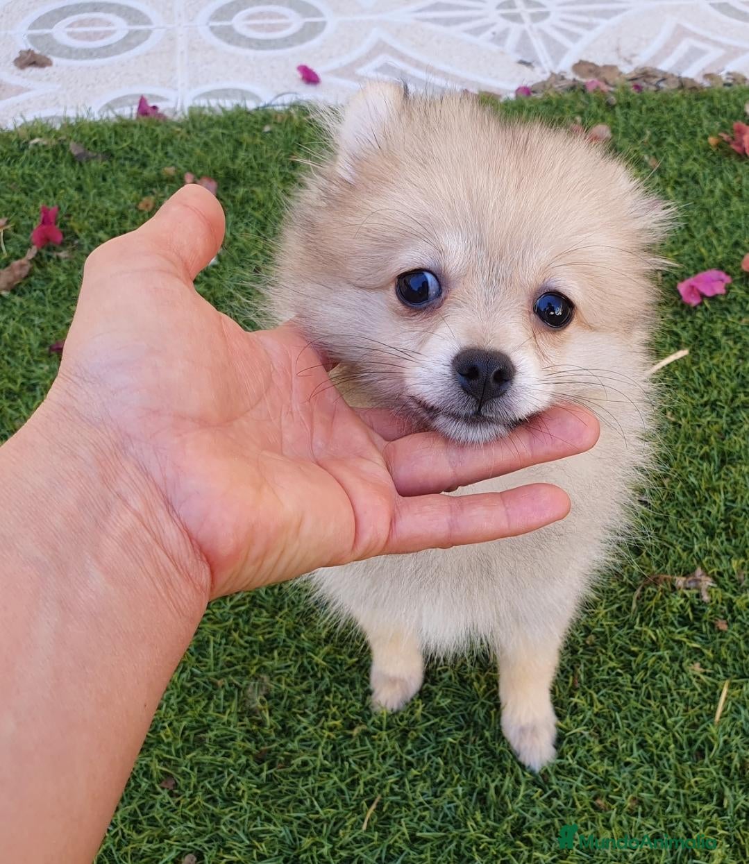 Pomerania perros Pomeranias mini ositas - Anuncio 2