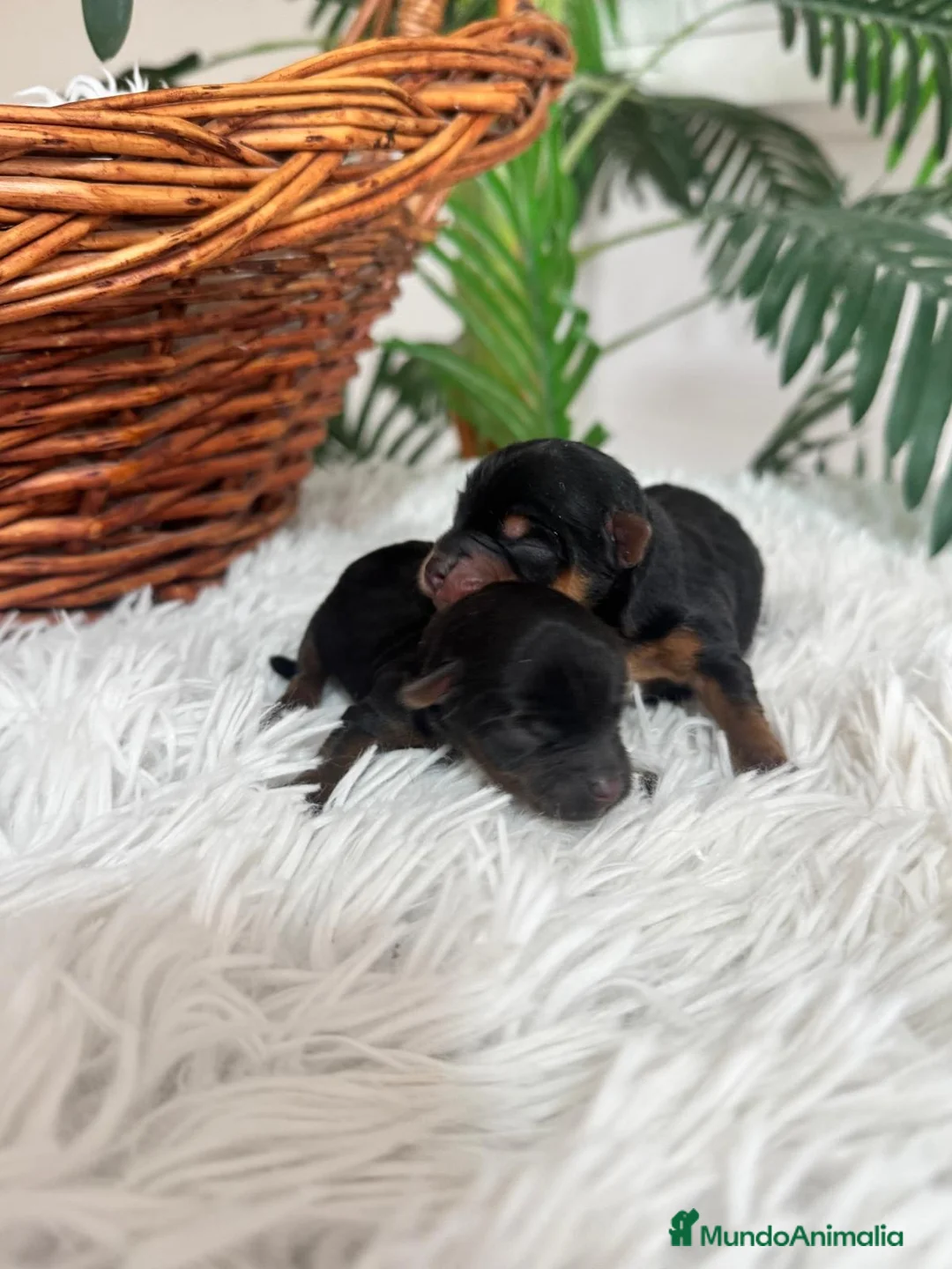 Yorkshire Terrier perros en venta: YORKSHIRE TERRIER - Anuncio 5