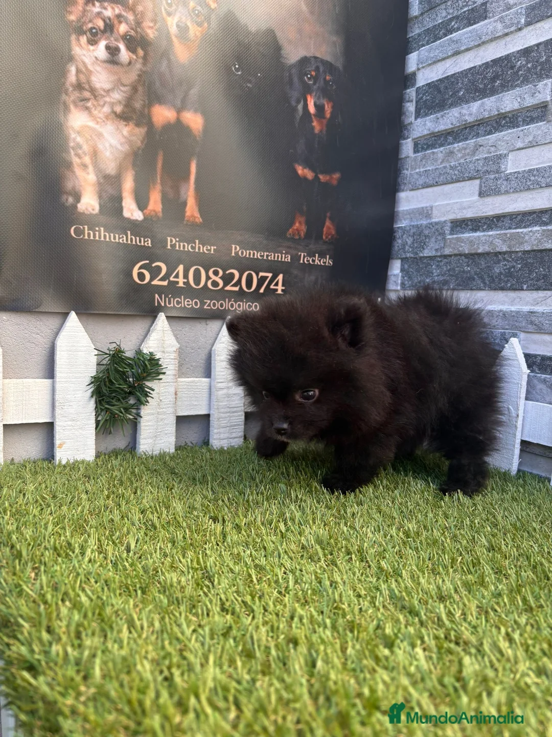 Pomerania perros en venta: POMERANIAS - Anuncio 2