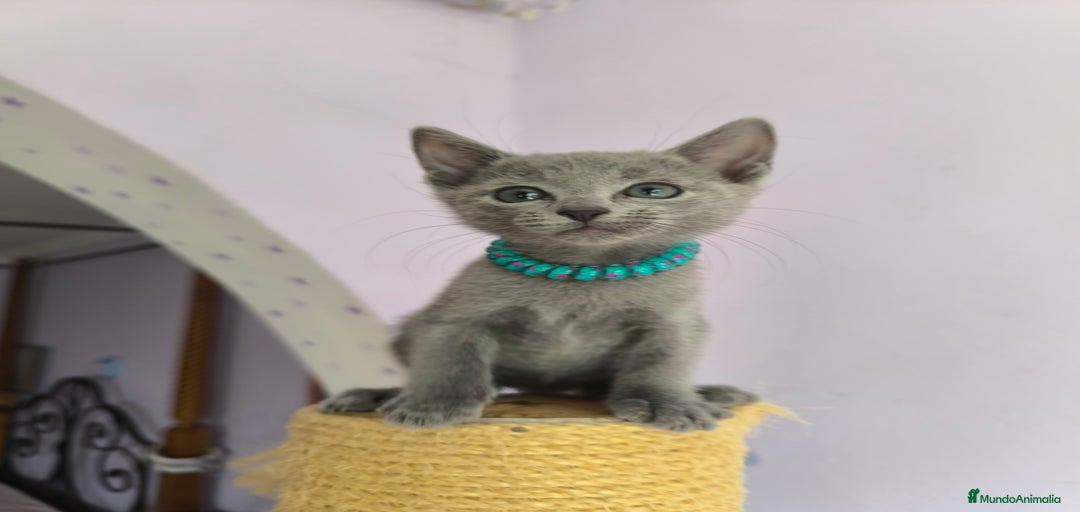 Imagen de galería {{count}}