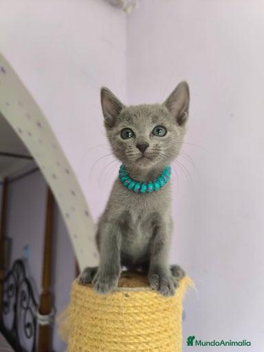 Imagen de galería {{count}}