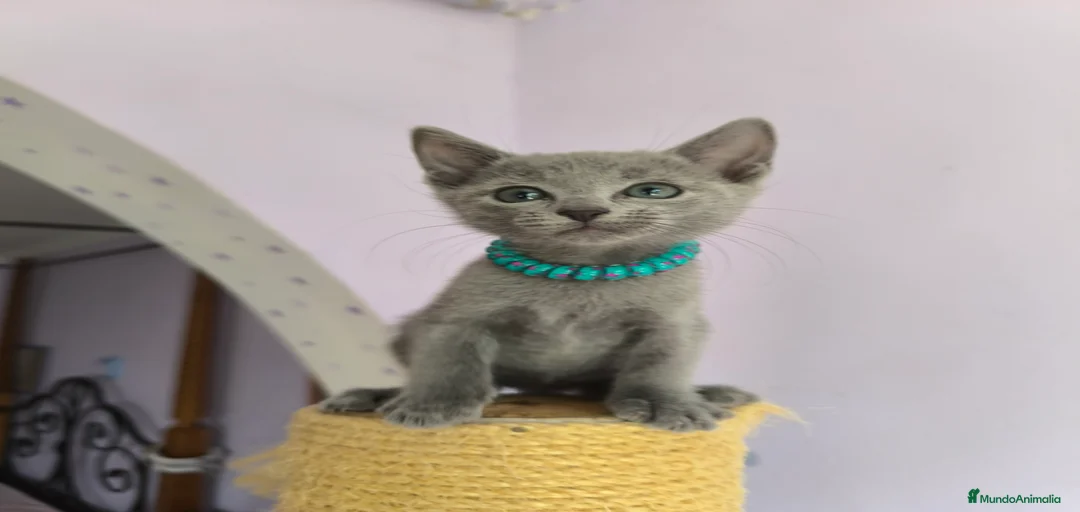 Imagen de galería {{count}}